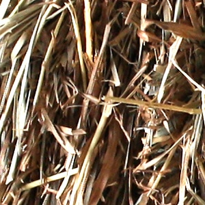 second-cut-orchard-grass