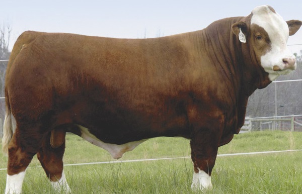 simmental bull